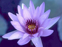 Nenufar Wooden Gooddes Blue Waterlilly Tropical