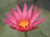 Nenufar Red star tropical waterlilly