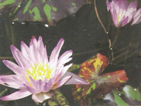 Nenufar Madame Ganna Walska rosa Tropical Waterilly