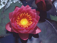 Nenufar Fucsia James Brydon Waterlilies
