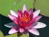Nenufar Rembrandt Rojo Waterlilly