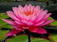 Nenufar Mayla fucsia perenne