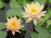 Nenufar Barbara Dobbins naranja