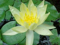 Nenufar mexicana amarillo