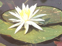 Nenufar Arc en Ciel Blanco
