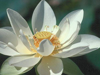 Loto blanco Yaya Buda Nelumbo Lutea