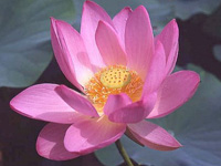 Loto Rosado Nico Nelumbo Nucifera