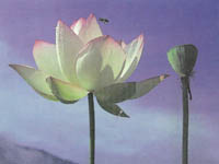 Loto Friendship Nelumbo