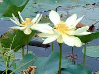 Loto The Queen nelumbo lutea