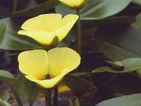 amapolita de agua hydrocelys