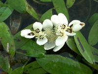 aponogeton distachyus