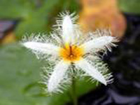 ninfoide nimphoides