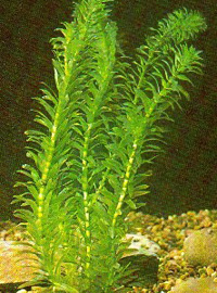 Elodea canadiensis oxigenadora