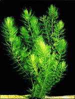 cola de zorro cerathophyllium acuario