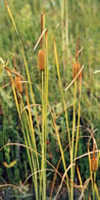 totora gracil typha laxmanni