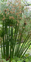 papiro egipcio cyperus papyrus