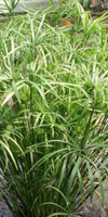 falso papiro paraguitas cyperus
