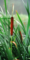 totora typha latifolia