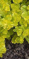 lysinmachia numularia