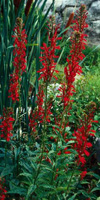 lobelia cardinalis