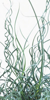 junco medusa juncus effesus spiralis