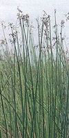 junco comun scirpus validus