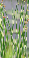 junco cebra scirpus lacustris