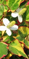houttynia cordata