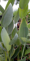 thalia dealbata