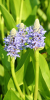pontederia cordata