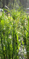 papiro nativo cyperus gyganteus