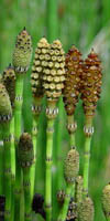 equisetum hyemale junco