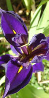 lirio acuatico Loussiana iris