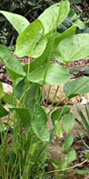 cucharero echinodorus