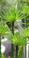papiro enano cyperus haspan