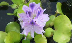 flotantes repollito de agua