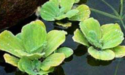 flotante lentejita de agua
