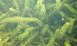 oxigenadora elodea