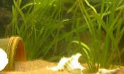 oxigenadora vallisneria
