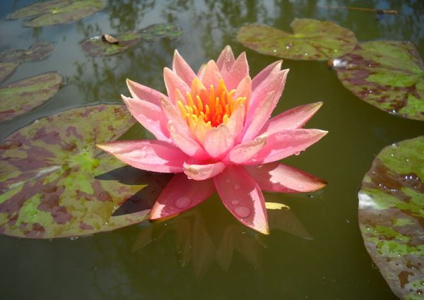 Nenufar Colorado Naranja