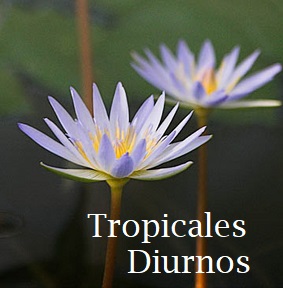 Tropical diurno