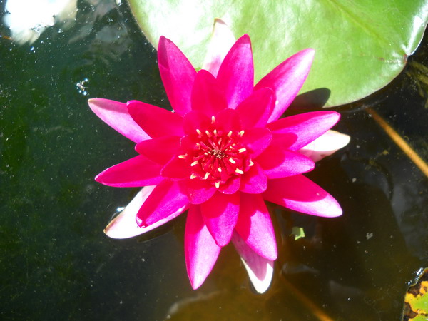 Nenufar le vesuve rojo waterlilly
