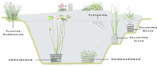 ubicacion profundidad de plantas