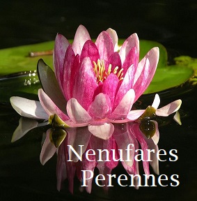 Nenufar Perenne