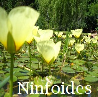 Ninfoides